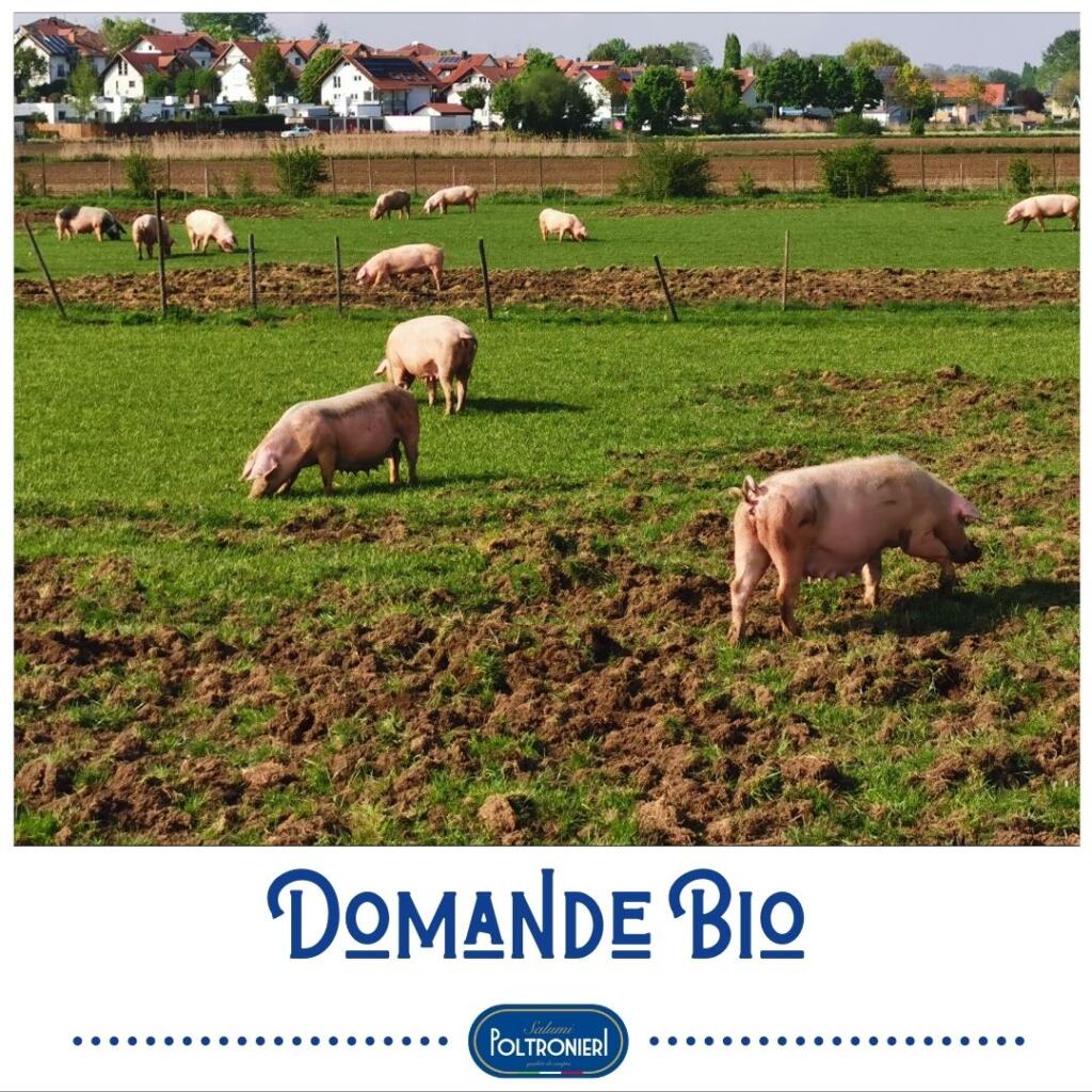 5 domande sul cibo biologico